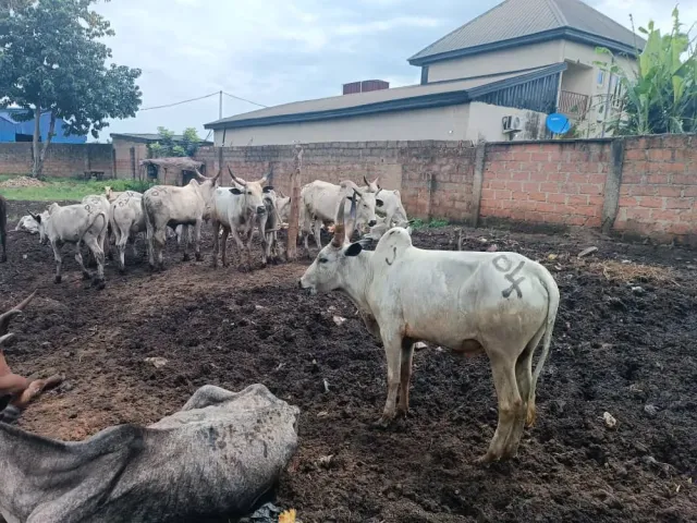 Anambra Government Threatens to Shut Down Unsanitary Abattoirs