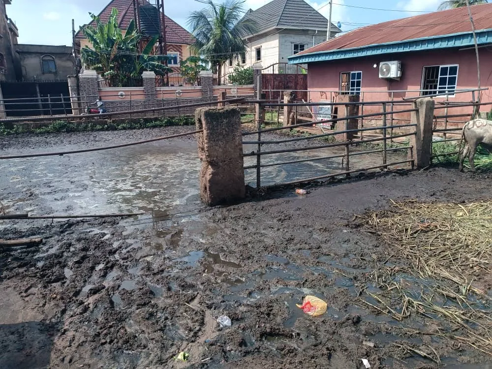 Anambra Government Threatens to Shut Down Unsanitary Abattoirs